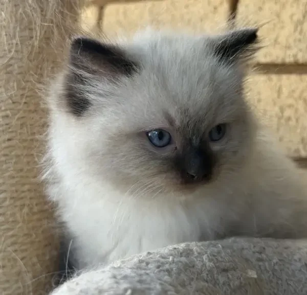 A-seal-point-pedigree-ragdoll--kitten-born-March-17-2026-image-6
