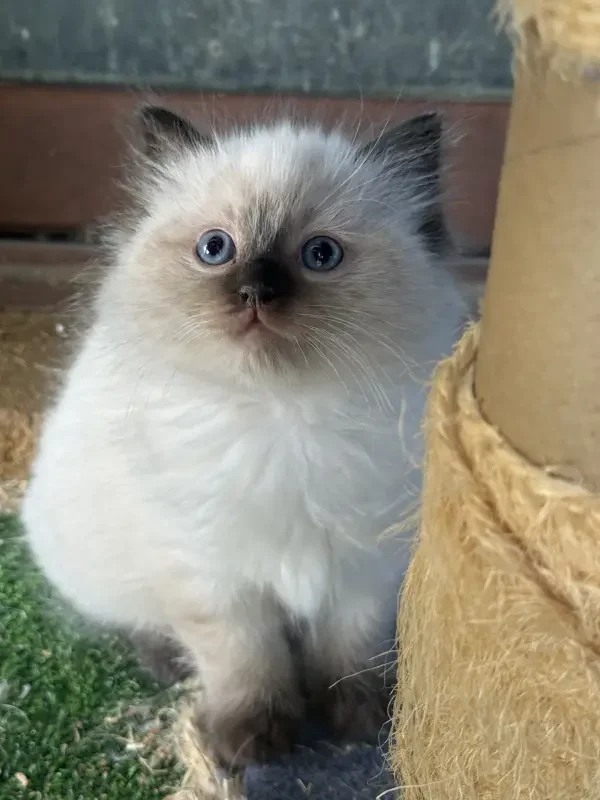 A-seal-point-pedigree-ragdoll--kitten-born-March-17-2026-image-1
