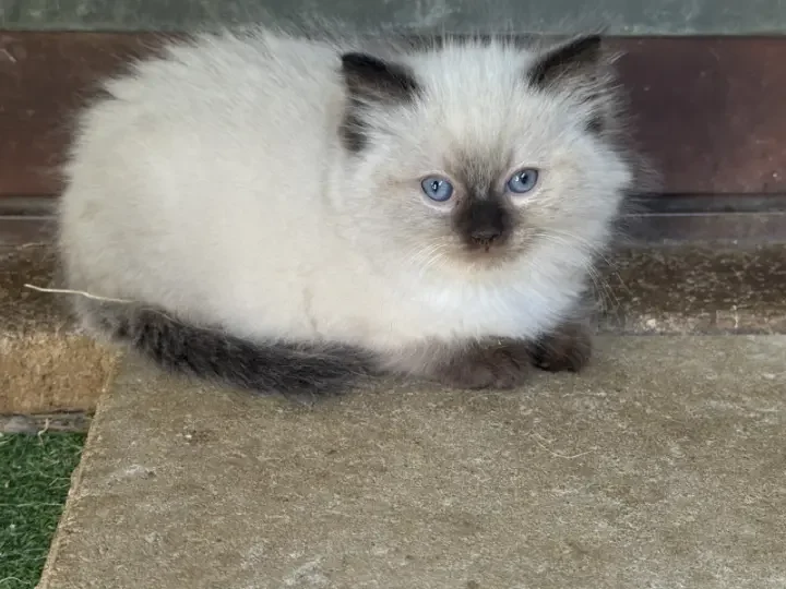 A-seal-point-pedigree-ragdoll--kitten-born-March-17-2026-image-3