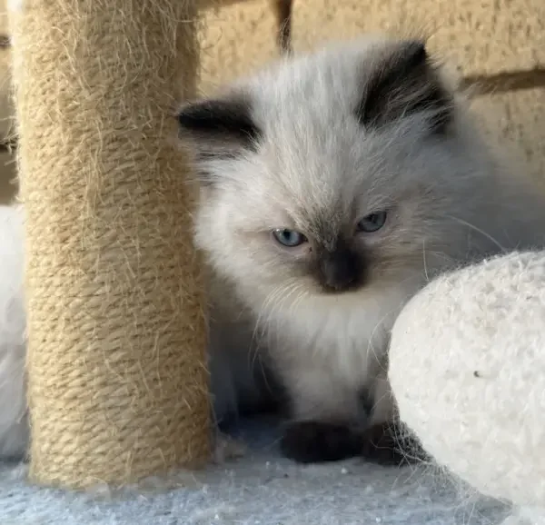 A-seal-point-pedigree-ragdoll--kitten-born-March-17-2026-image-4
