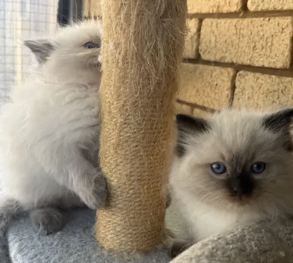 Blue-and-seal-point-pedigree-ragdoll--kittens-born-March-17-2026-image-1