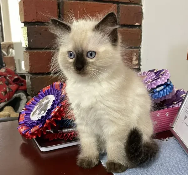 a seal point female ragdoll kitten 4